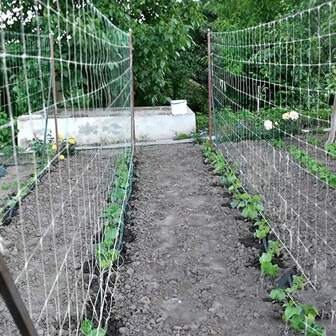 Grow Your Garden With Heavy-Duty Polyester Plant Trellis Netting - 4ft X 8ft Or 5ft X 15ft