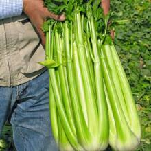 Celery Seeds For Planting , Non-GMO Vegetable - 1,000 Seeds Great For Outdoor Spring, Winter, And Fall Gardening Home Decor And Accessories - 500Pcs - View 4