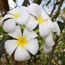 Plumeria Rubra Seeds For Home Garden Planting - 10Pcs Plumeria Rubra Seeds - View 5