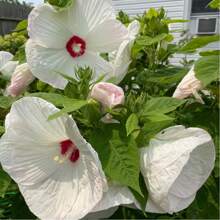 Hardy Hibiscus Versatile Garden Plants - 100+ White And Raspberry Hibiscus For Lush Backyards And Tea Gardens - 種子 - 查看 1