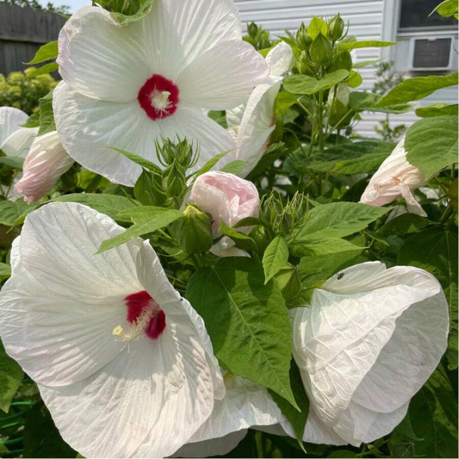 Hardy Hibiscus Versatile Garden Plants - 100+ White And Raspberry Hibiscus For Lush Backyards And Tea Gardens - 種子 - 查看 1