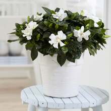 100 Garden Chrysanthemum Seeds, Strongly Fragrant, Cold-Resistant Flowers That Attract Butterflies And Bees, Very Decorative And Easy To Plant.