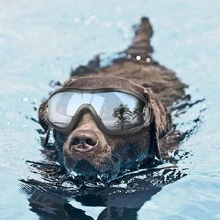 TUNKE. Gafas de sol impermeables y a prueba de viento para mascotas - Negro - Ver 10