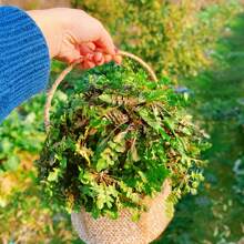 Wild Shepherds Purse Seeds Sown In Four Seasons Edible Wild Vegetable Seeds - About 1000 Wild Shepherd's Purse Seeds Per Pack - View 1