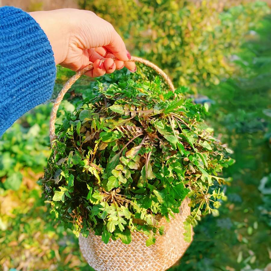 Wild Shepherds Purse Seeds Sown In Four Seasons Edible Wild Vegetable Seeds - About 1000 Wild Shepherd's Purse Seeds Per Pack - View 1