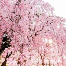 GARTEN Japanese Weeping Sakura Cherry Blossom Tree Seeds Cold Resistant - 20個 - 查看 9
