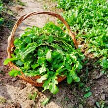 Wild Shepherds Purse Seeds Sown In Four Seasons Edible Wild Vegetable Seeds - About 1000 Wild Shepherd's Purse Seeds Per Pack - View 4
