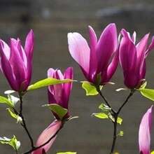 Magnolia Flower Seeds Pink & Purple Fragrance Blend Magnolia Liliiflora Seeds