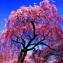GARTEN Japanese Weeping Sakura Cherry Blossom Tree Seeds Cold Resistant - 20個 - 查看 6