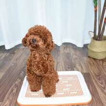 Dog Potty Training Toilet, Plastic Dog Pee Pad Holder With Removable Net, Reusable Dog Potty Trainer Dog Toilet Tray For Small Sized Dogs
