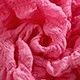 Rosa Fucsia