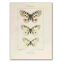 1pc Abstract Nordic Retro Animals Art Canvas Painting Butterfly Insect Evolution Posters Wall Arts Pictures For Home Decor No Framed - Multicolor - View 45