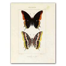 1pc Abstract Nordic Retro Animals Art Canvas Painting Butterfly Insect Evolution Posters Wall Arts Pictures For Home Decor No Framed - Multicolor - View 62