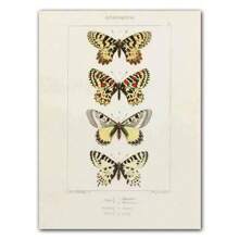 1pc Abstract Nordic Retro Animals Art Canvas Painting Butterfly Insect Evolution Posters Wall Arts Pictures For Home Decor No Framed - Multicolor - View 52