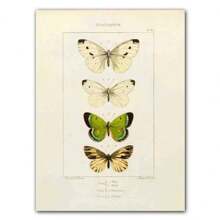 1pc Abstract Nordic Retro Animals Art Canvas Painting Butterfly Insect Evolution Posters Wall Arts Pictures For Home Decor No Framed - Multicolor - View 43