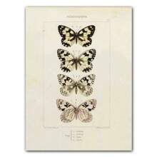 1pc Abstract Nordic Retro Animals Art Canvas Painting Butterfly Insect Evolution Posters Wall Arts Pictures For Home Decor No Framed - Multicolor - View 20