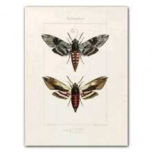 1pc Abstract Nordic Retro Animals Art Canvas Painting Butterfly Insect Evolution Posters Wall Arts Pictures For Home Decor No Framed - Multicolor - View 18