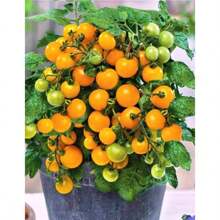 Yellow Grape Tomato Seeds - 300pcs - For 2024 Uncertain Orange Cherry Tomato Baby Golden Rome Vegetables Fruit - 100 PCS - View 5