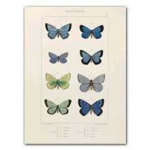 1pc Abstract Nordic Retro Animals Art Canvas Painting Butterfly Insect Evolution Posters Wall Arts Pictures For Home Decor No Framed - Multicolor - View 15