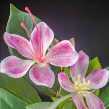 80/120cm Tropical Artificial Ficus Large Banyan Plants Plastic Fiddle Fig Tree Branch Faux Magnolia Tree For Home Garden Decor - 80cm and 120cm Pink - View 6