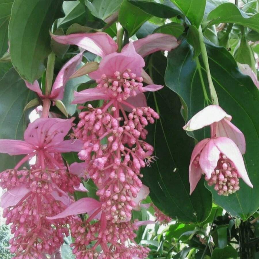 SUPSEED 200 Medinella Magnifica Flower Seeds, Suitable For Planting - 100 PCS - View 1