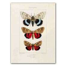 1pc Abstract Nordic Retro Animals Art Canvas Painting Butterfly Insect Evolution Posters Wall Arts Pictures For Home Decor No Framed - Multicolor - View 57