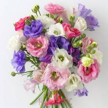 Mixed Lisianthus Flower Seeds For Planting 100 Pc, Lisianthus Seeds For Planting - 100 PCS - View 3