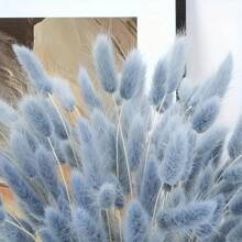 60/100 pezzi di fiori secchi di Lagurus Ovatus soffici di colore blu chiaro, coda di coniglio, per decorazioni boho in casa, matrimoni, tavolo da pranzo, raduni di fattoria, regali per feste, compleanni, lauree, decorazioni autunnali