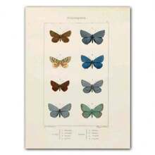 1pc Abstract Nordic Retro Animals Art Canvas Painting Butterfly Insect Evolution Posters Wall Arts Pictures For Home Decor No Framed - Multicolor - View 27