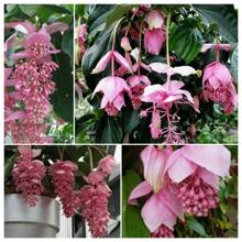 SUPSEED 200 Medinella Magnifica Flower Seeds, Suitable For Planting - 100 PCS - View 5