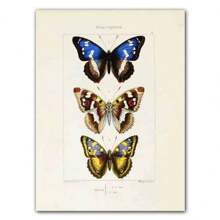 1pc Abstract Nordic Retro Animals Art Canvas Painting Butterfly Insect Evolution Posters Wall Arts Pictures For Home Decor No Framed - Multicolor - View 11