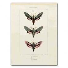 1pc Abstract Nordic Retro Animals Art Canvas Painting Butterfly Insect Evolution Posters Wall Arts Pictures For Home Decor No Framed - Multicolor - View 10