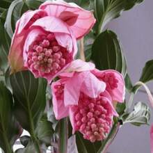 SUPSEED 200 Medinella Magnifica Flower Seeds, Suitable For Planting - 100 PCS - View 10