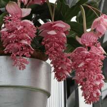 SUPSEED 200 Medinella Magnifica Flower Seeds, Suitable For Planting - 100 PCS - View 3