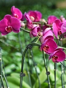 50 stuks/10 stuks - PlantenklemmenOrchideeklemmenOndersteunende klemmen voor orchideeënBloemrankklemmenVoor het ondersteunen van stengelsWijnenrankenStengelsKlimplantenRechtopgaande groei