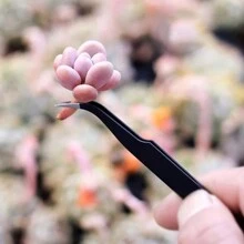 Succulent Plants Tools,15Pcs Mini Garden Tools Set Mini Garden Hand Transplanting Succulent Tools Gardening Hand Tools Indoor Miniature Fairy Garden Plant Care Potting,Cactus Kit