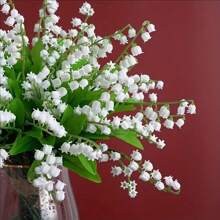10 peças de flores artificiais de lírio do vale - decoração de plástico para casa adequada para todas as estações, ótima para o dia dos namorados, Páscoa, Ação de Graças - aplicável para vários tipos de quartos, arco de casamento e decoração de mesa, adereços de fotografia, buquê de noiva sem recipiente