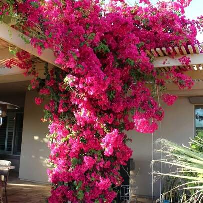 6 cành hoa giấy nhân tạo, dây leo hoa giấy ngoài trời sống động như thật, thân dài, hoa giả giống thật dùng cho đám cưới, tiệc tại nhà, trang trí bàn, làm vườn DIY, trang trí ống nước ngoài trời, quà tặng sinh nhật và tốt nghiệp.