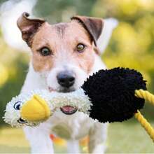 Sheep Dog Plush Toy Set - 3pk4534634