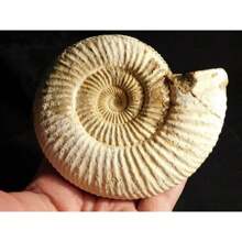 1PC Asymmetric Conch Fossil - Home Decoration, Office Specimen - The Preferred Gift For Conch Fossil Collectors - The Perfect Gift For Family And Friends On Festivals - 1pc random - View 4