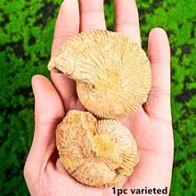 1PC Asymmetric Conch Fossil - Home Decoration, Office Specimen - The Preferred Gift For Conch Fossil Collectors - The Perfect Gift For Family And Friends On Festivals - 1pc random - View 15