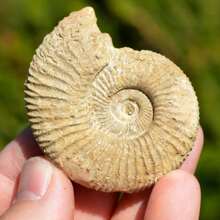 1PC Asymmetric Conch Fossil - Home Decoration, Office Specimen - The Preferred Gift For Conch Fossil Collectors - The Perfect Gift For Family And Friends On Festivals - 1pc random - View 1