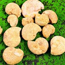 1PC Asymmetric Conch Fossil - Home Decoration, Office Specimen - The Preferred Gift For Conch Fossil Collectors - The Perfect Gift For Family And Friends On Festivals - 1pc random - View 5