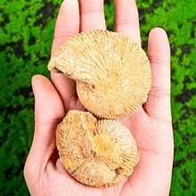 1PC Asymmetric Conch Fossil - Home Decoration, Office Specimen - The Preferred Gift For Conch Fossil Collectors - The Perfect Gift For Family And Friends On Festivals - 1pc random - View 2