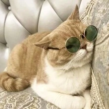 1 Stück süße retro runde Spiegelsonnenbrille, geeignet als Foto Requisite für kleine Hunde/Katzen, Haustierkatzen/Hunde Sonnenbrille, Teddy personalisierter lustiger Kopfschmuck Haustierzubehör