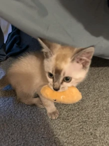 1 件宠物土豆玩具 - 卡通脸，可爱的动物设计，适合小型犬，互动游戏时间和耐咀嚼材料，狗玩具，活泼的宠物配件，精美的宠物用品，耐用的宠物物品