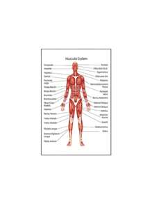 1PC Human Anatomy Muscle System Poster Anatomy Diagram Human Medical Wall Art Photo Print Medical Education Office Decorative Mural No Frame - Multicolor - View 27