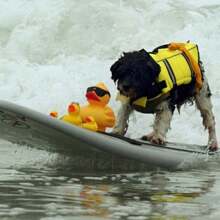 1件 Outward Hound 黄色狗狗救生衣，狗狗救生背心，防撕裂狗狗游泳救生衣，高浮力（黄色） - 彩色 - 查看 7
