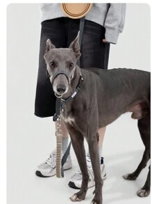 1 pièce Muselière pour chien de haute qualité, taille S/M/L pour grands/moyens/petits chiens pour prévenir la morsure, l'aboiement, le rongeage et la léchaison; 1 pièce Laisse et collier semi-p de haute qualité pour animaux de compagnie, anti-cassure pour petits/moyens/grands chiens, collier de marche haut de gamme; 1 pièce Laisse de haute qualité pour animaux de compagnie, anti-cassure et absorbant les chocs pour petits/moyens/grands chiens, laisse de marche haut de gamme, couleur aléatoire