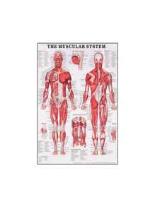 1 件装人体解剖肌肉系统海报解剖图人体医学壁画照片印刷医学教育办公室装饰壁画无框架 - 彩色 - 查看 39